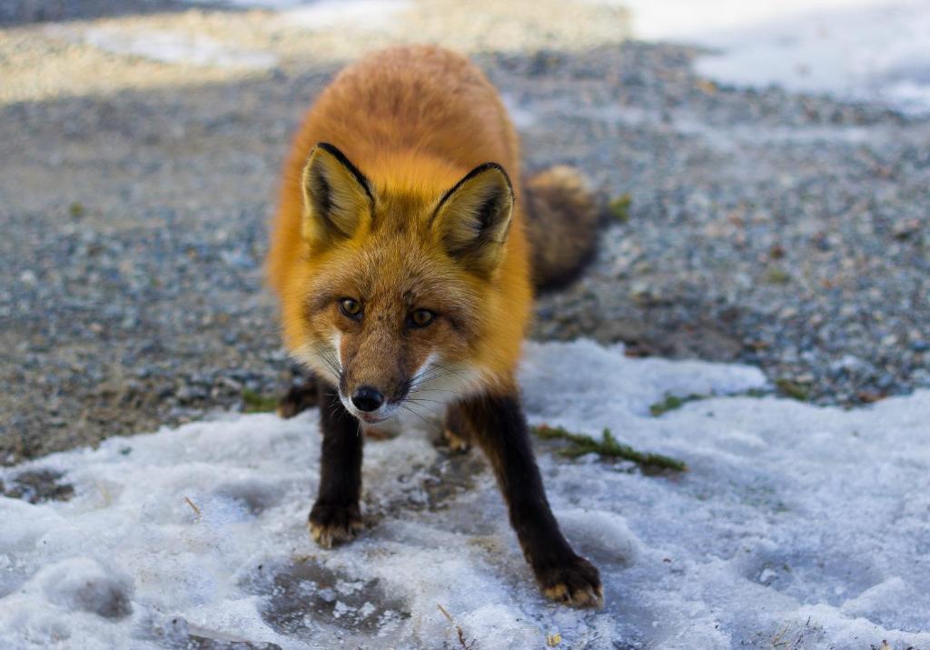 ホテル サンドッグ リトリート ホワイトホース エクステリア 写真